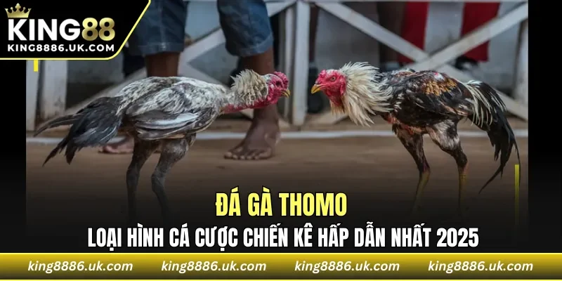 Đá Gà Thomo