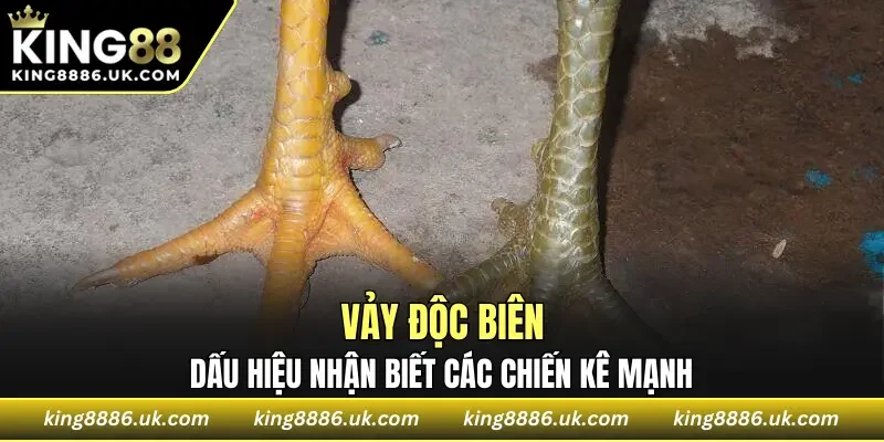 Vảy Độc Biên